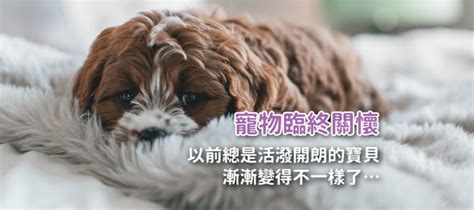 狗死|狗狗知道自己要死了嗎？7個關於寵物、狗狗去世前行。